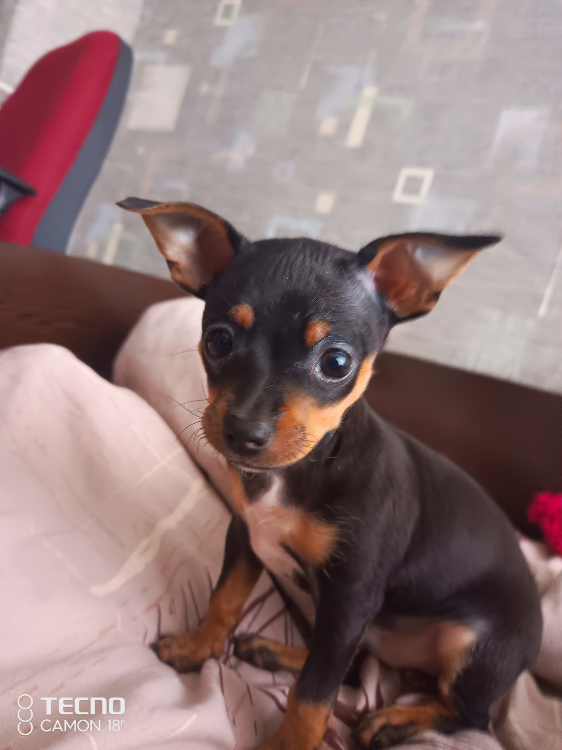 Изображение задачи: Реши задачу: Make your dog dance like a suba