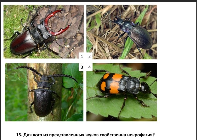 Изображение задачи: Реши задачу: Реши