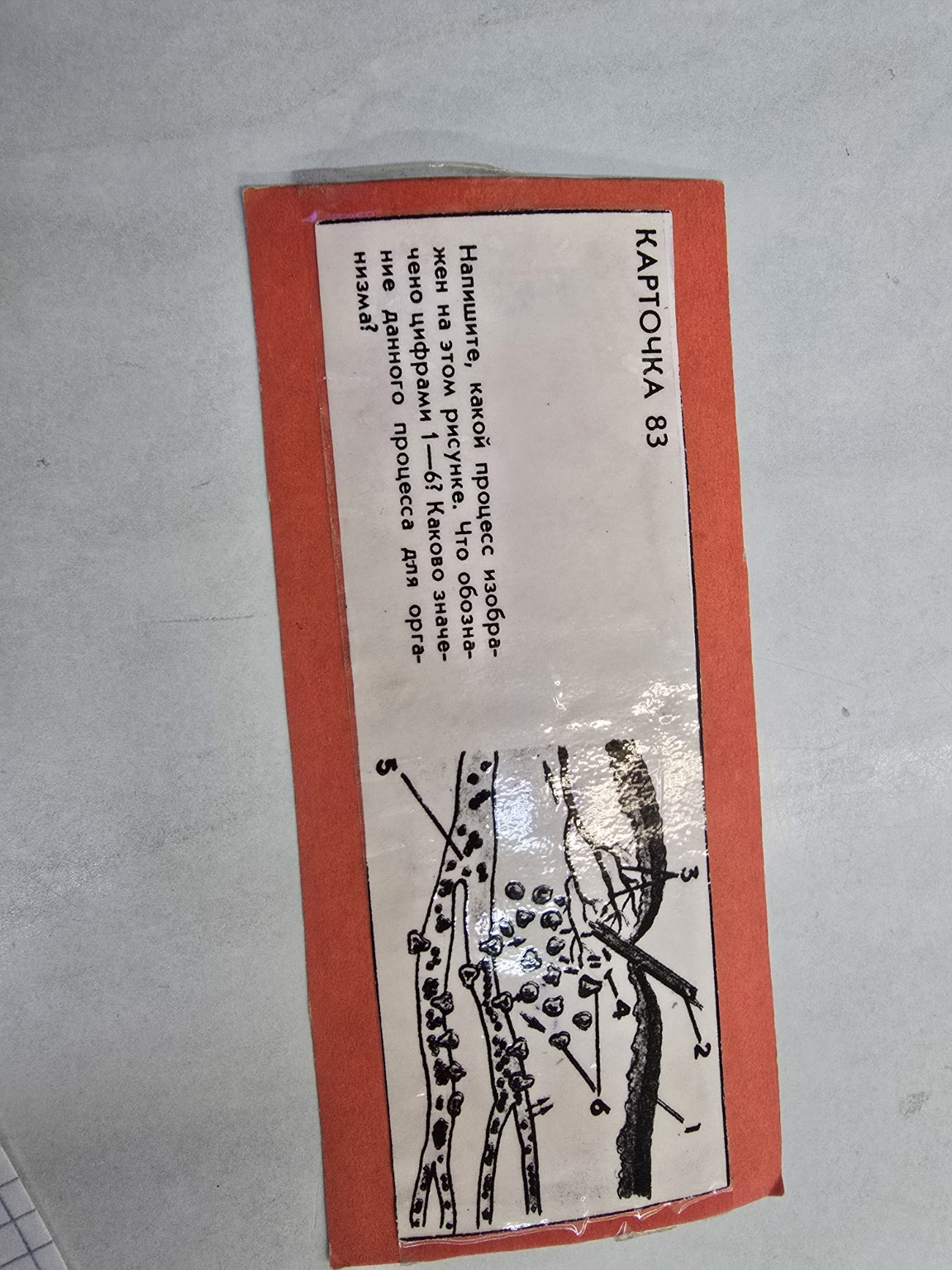 Изображение задачи: Solve task: Реши пж