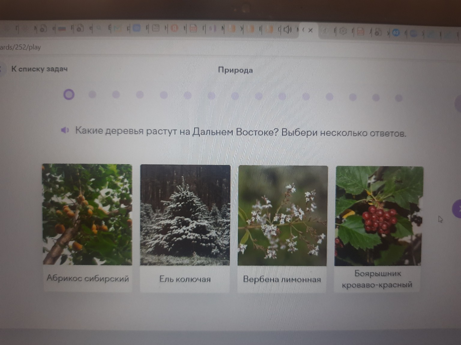 Изображение задачи: Какие деревья растут на лальнем востоке