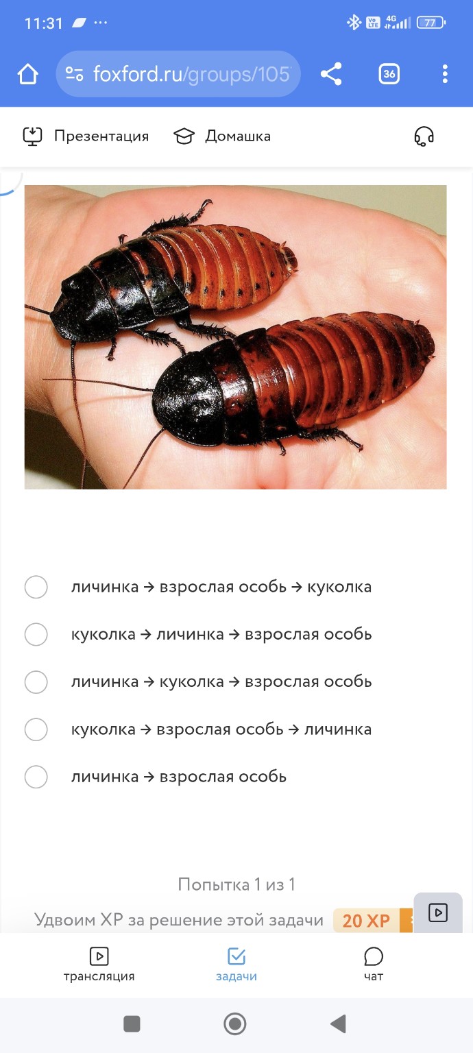 Изображение задачи: Реши задачу: Выбрать правильный цикл развития Реши