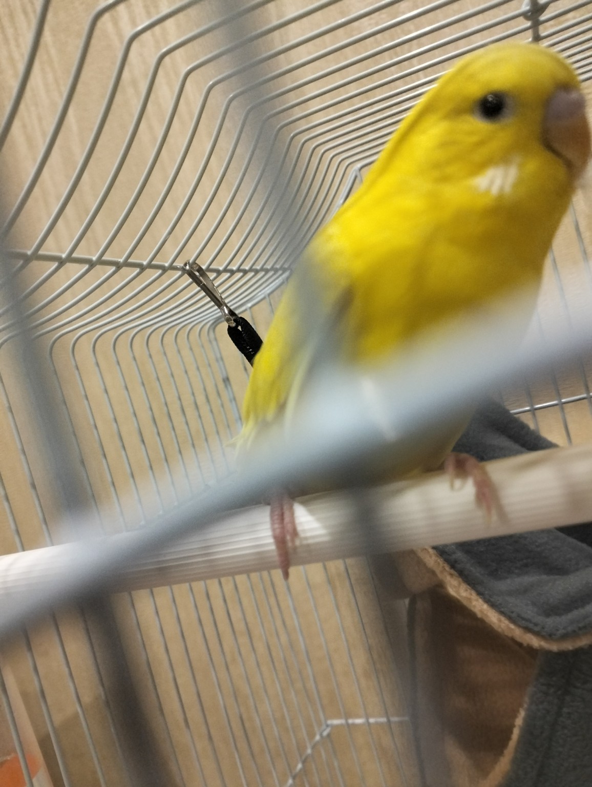 Изображение задачи: Реши задачу: сколько ему лет