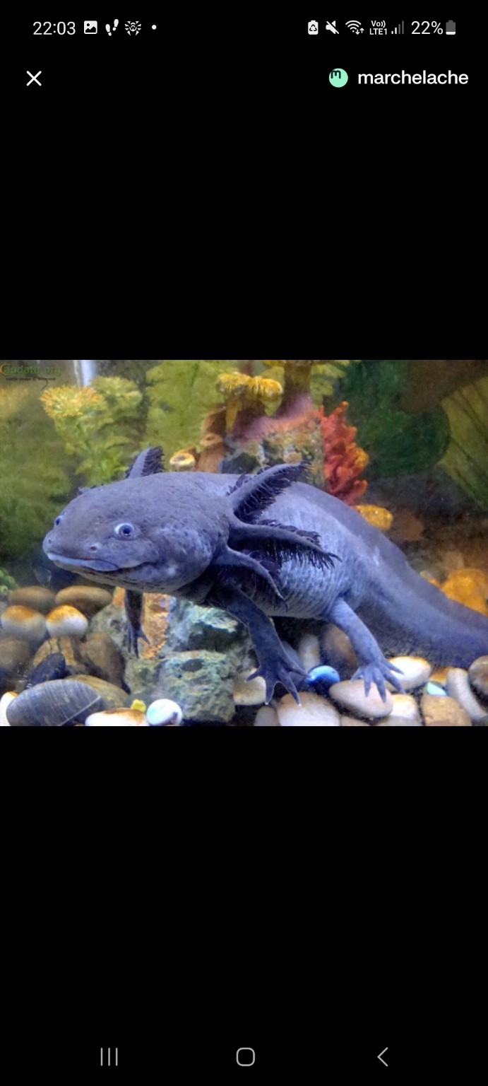 Изображение задачи: Аксолотль превращается во взрослую особь как на 2й