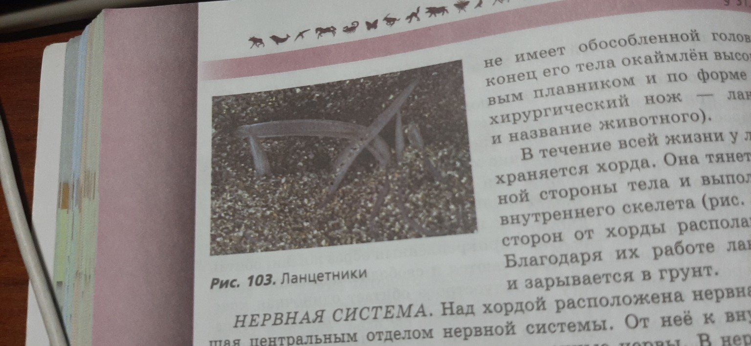 Изображение задачи: Используя рисунок 103,составьте план рассказа об о