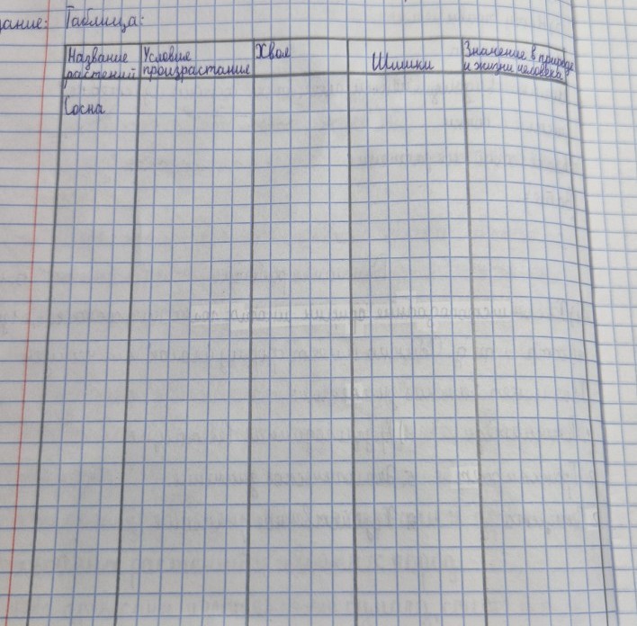 Изображение задачи: Почему большенство хвойных расстений называют вечн