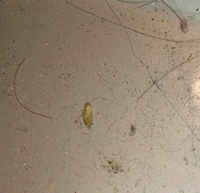 Изображение задачи: Что это за насекомое