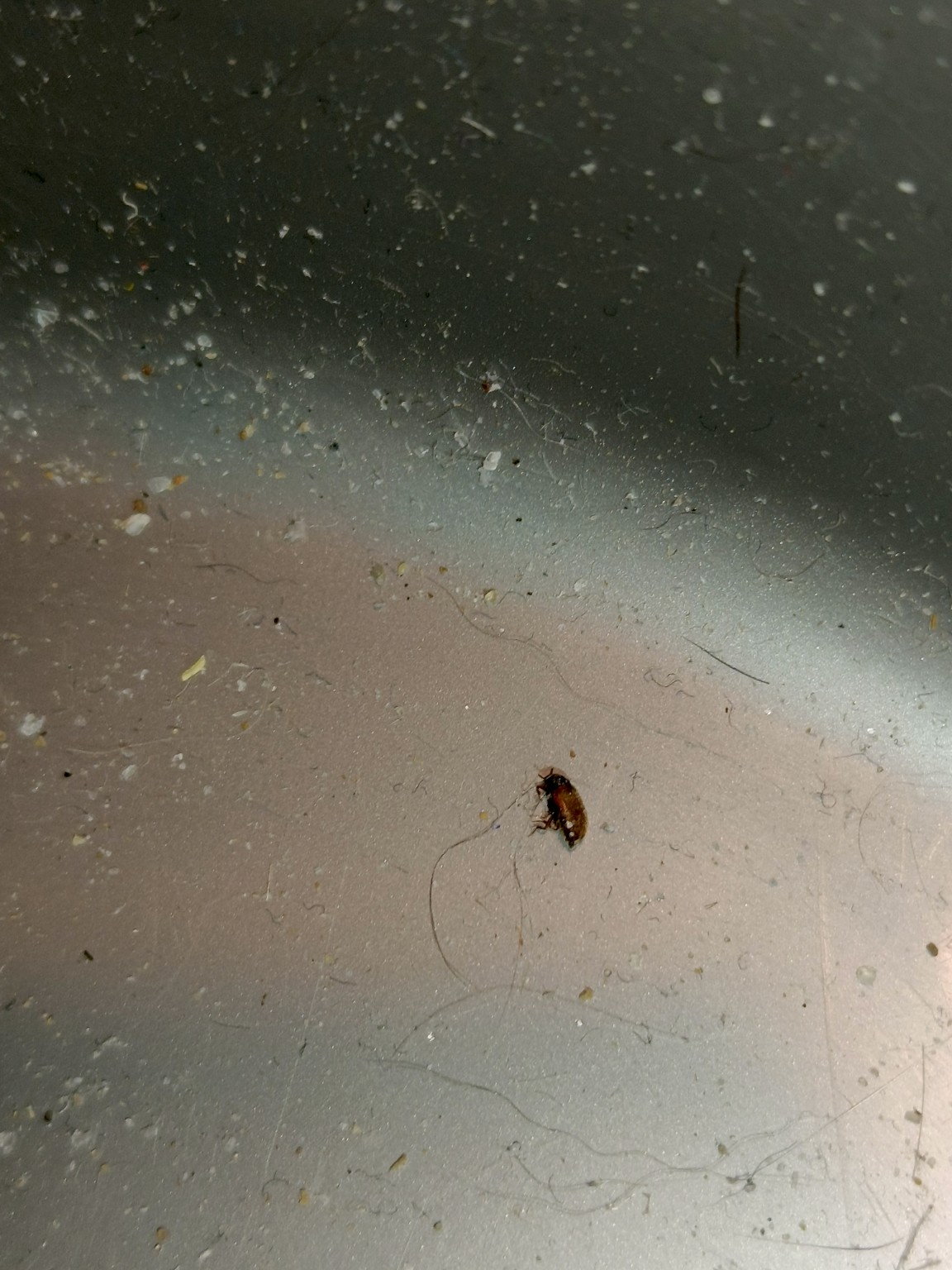 Изображение задачи: Что это за насекомое