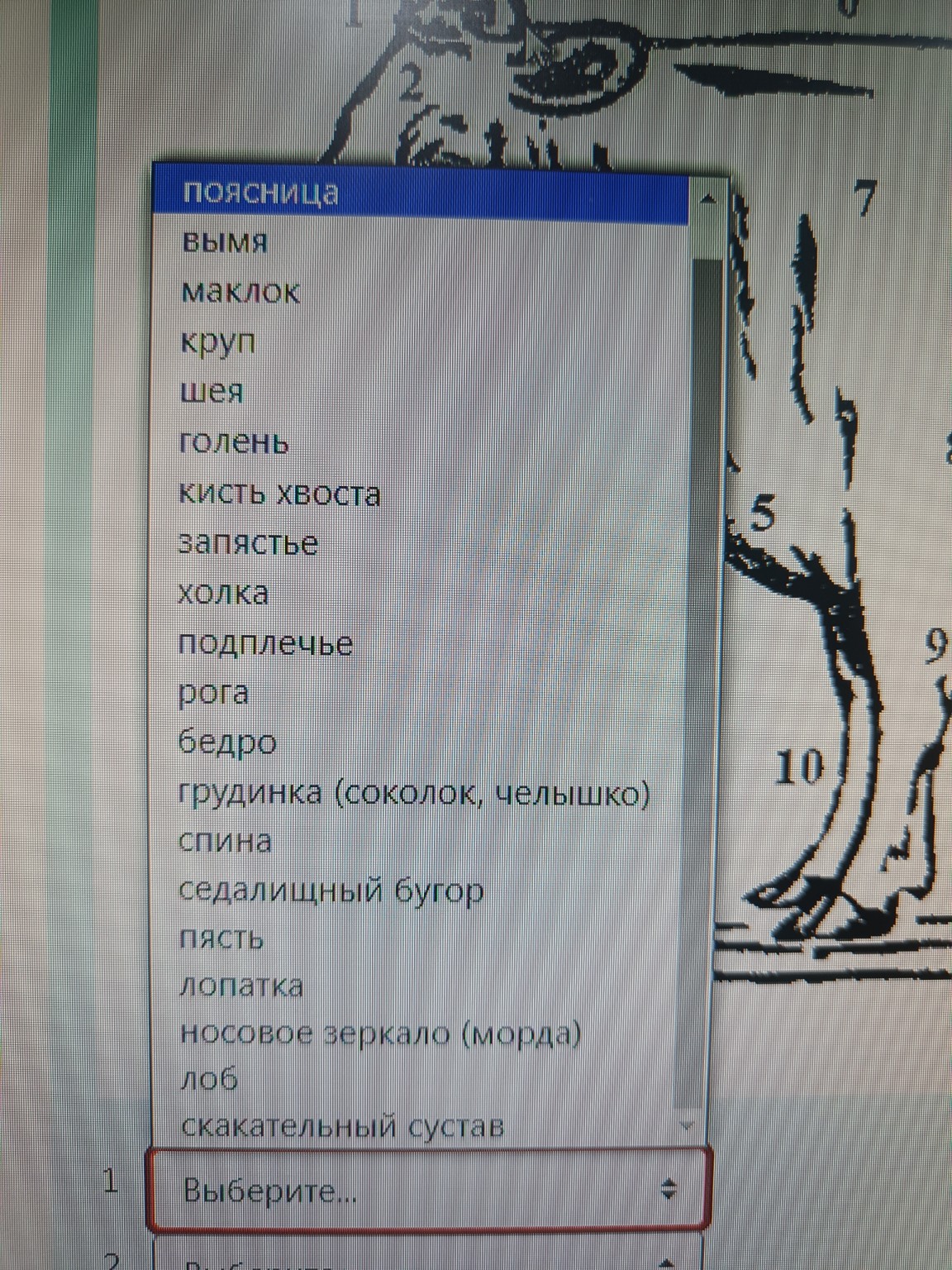 Изображение задачи: Напиши к каждой цифре подходящий вариант из предст