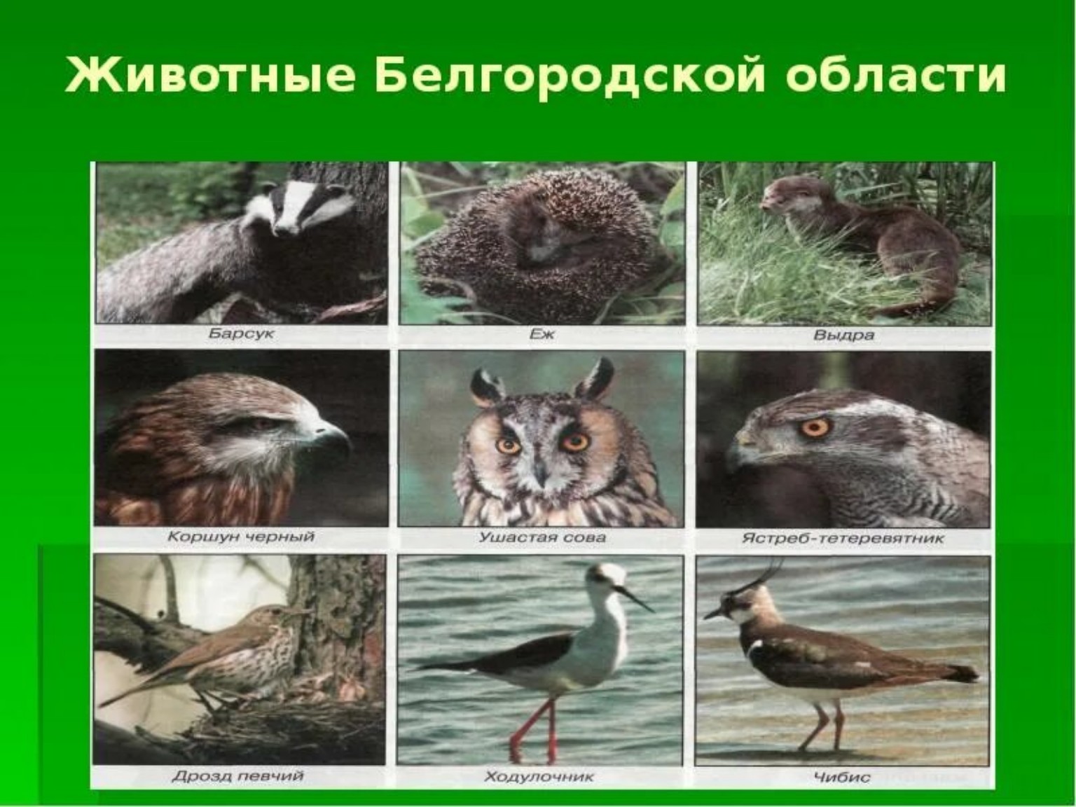 Изображение задачи: Формат А3 газета текст составить и добавить эти фо