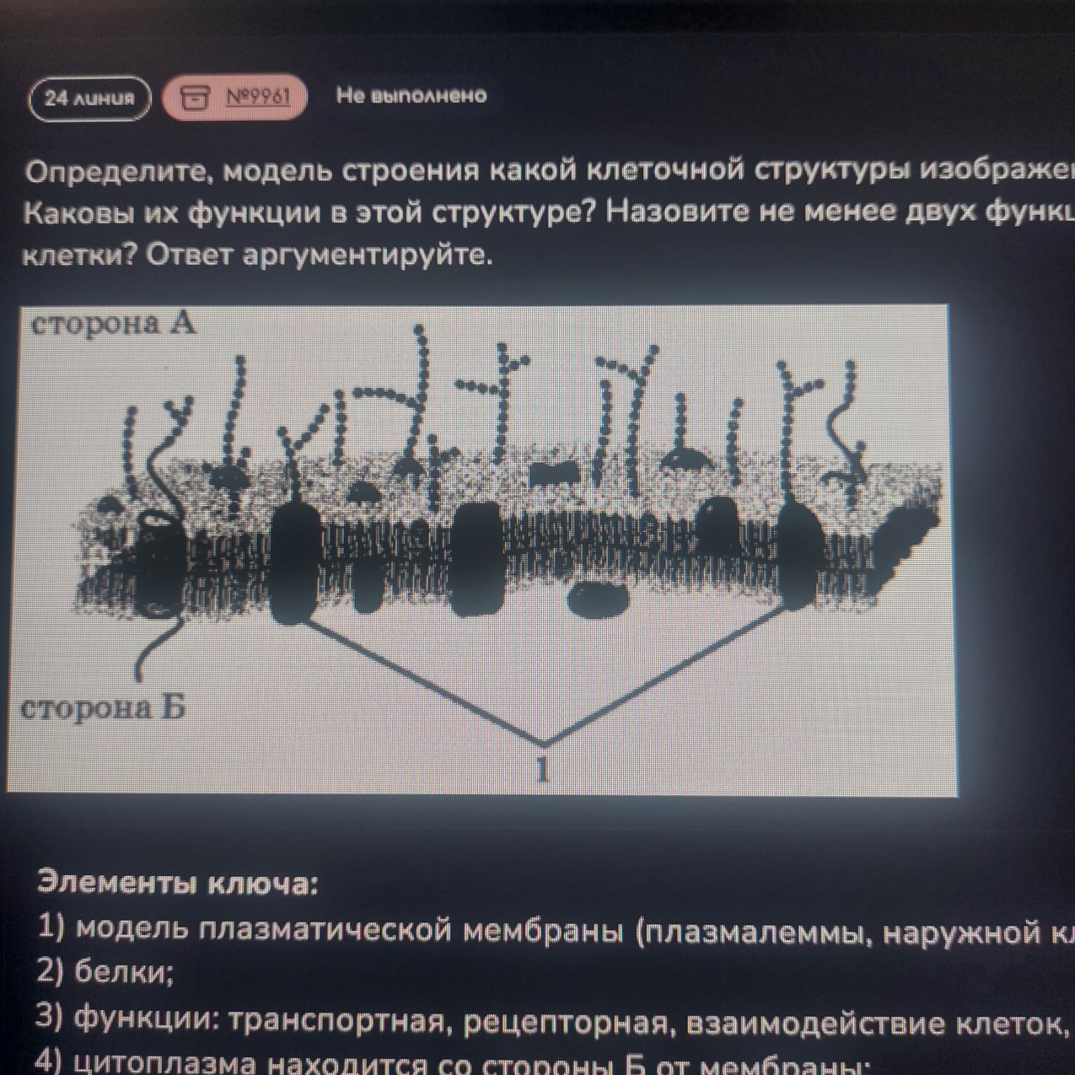 Изображение задачи: Где на рисунки обозначены атф-белки ? Или на 1 ? Р