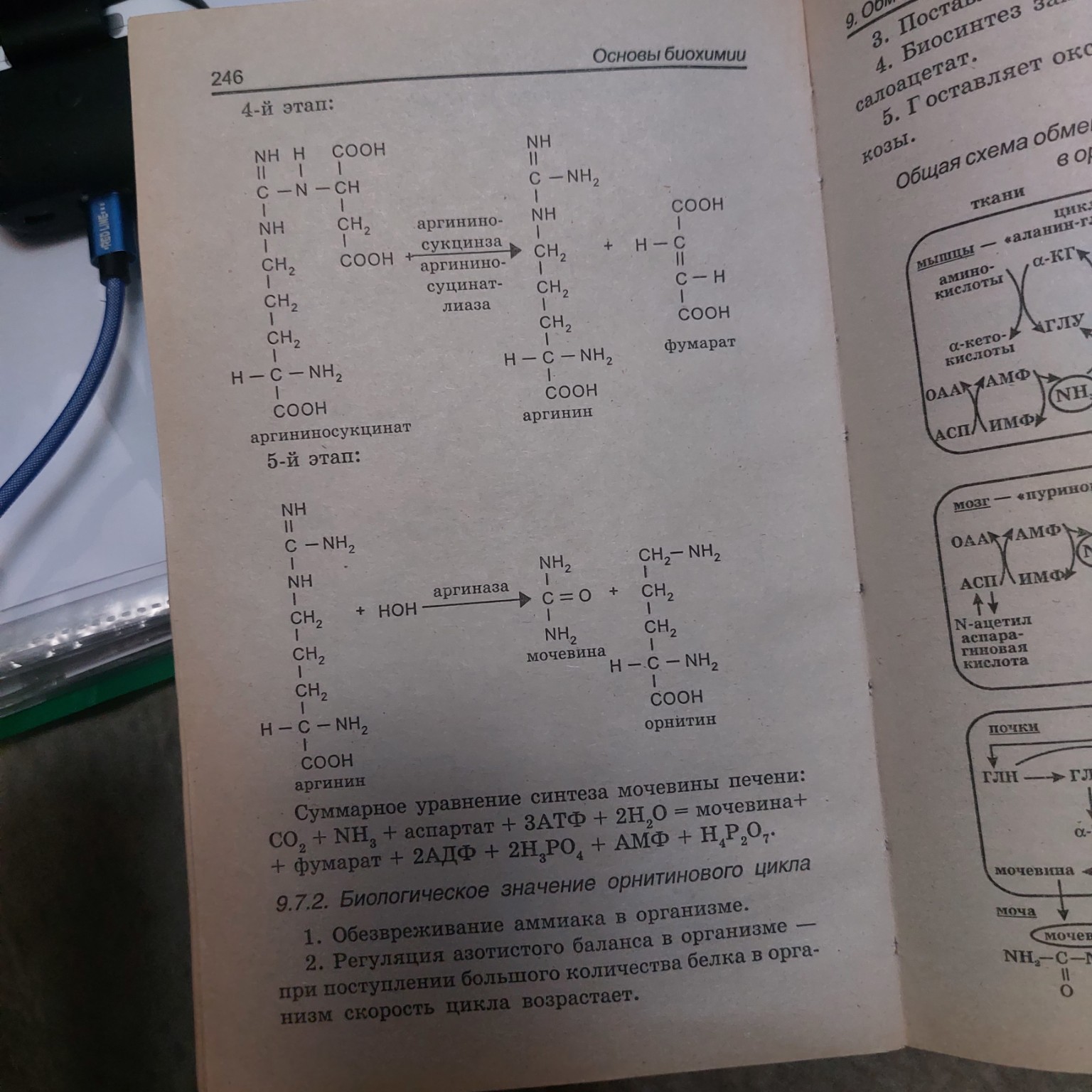 Изображение задачи: Рассказать оргентинового цикла Реши задачу: И как 