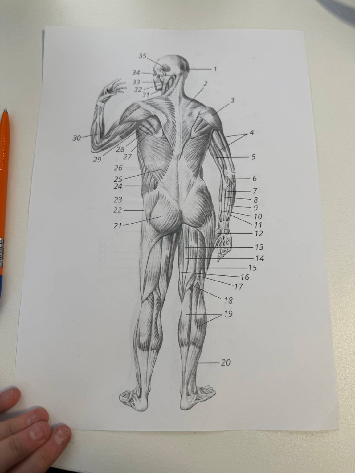 Изображение задачи: Реши надо подписать мышцы сначало подпиши на 1 фай