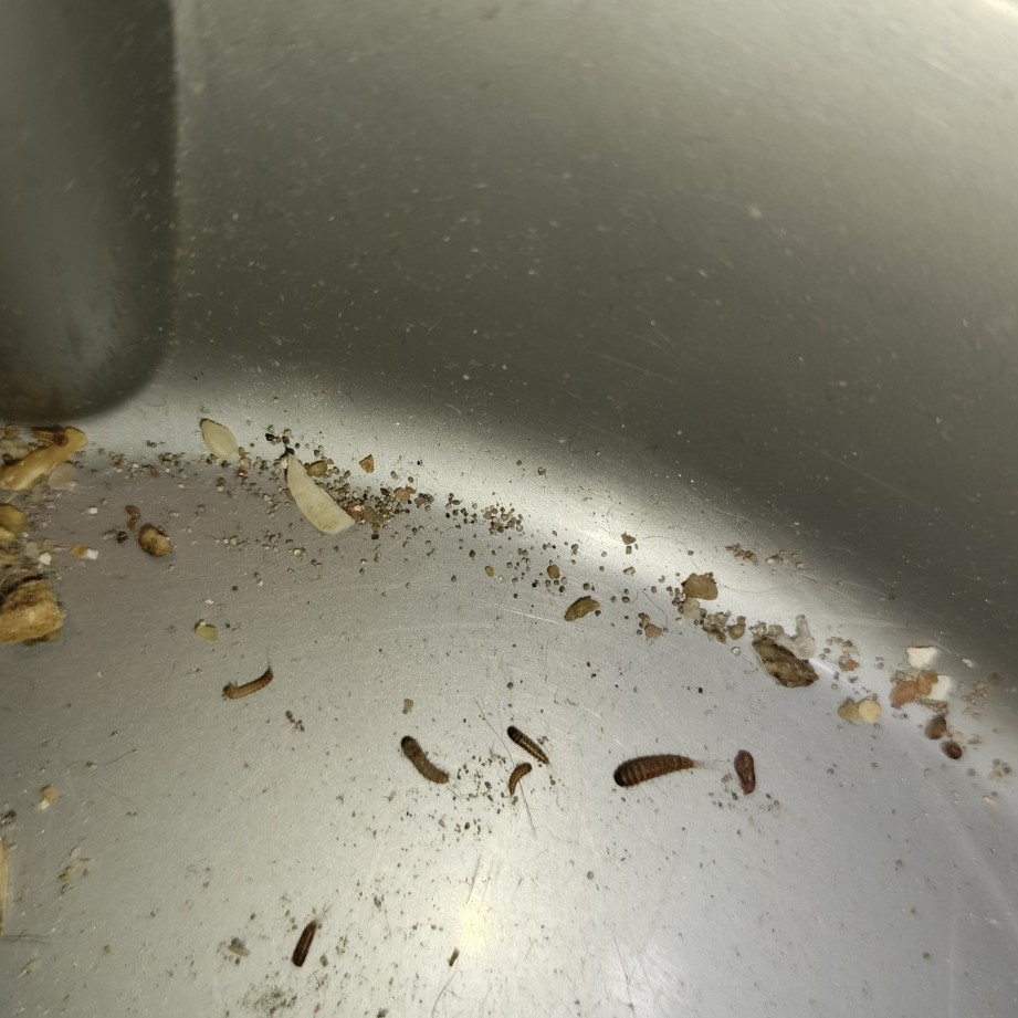 Изображение задачи: Что это за личинки