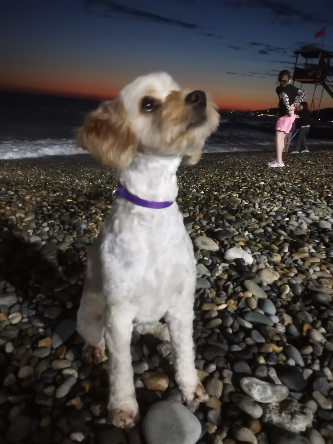 Изображение задачи: Реши задачу: Что за порода