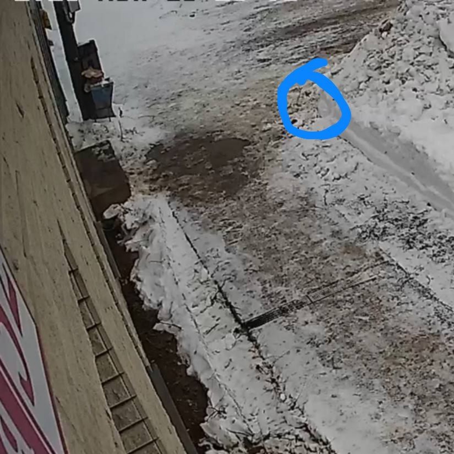 Изображение задачи: Реши задачу: Где на картинке воробей?