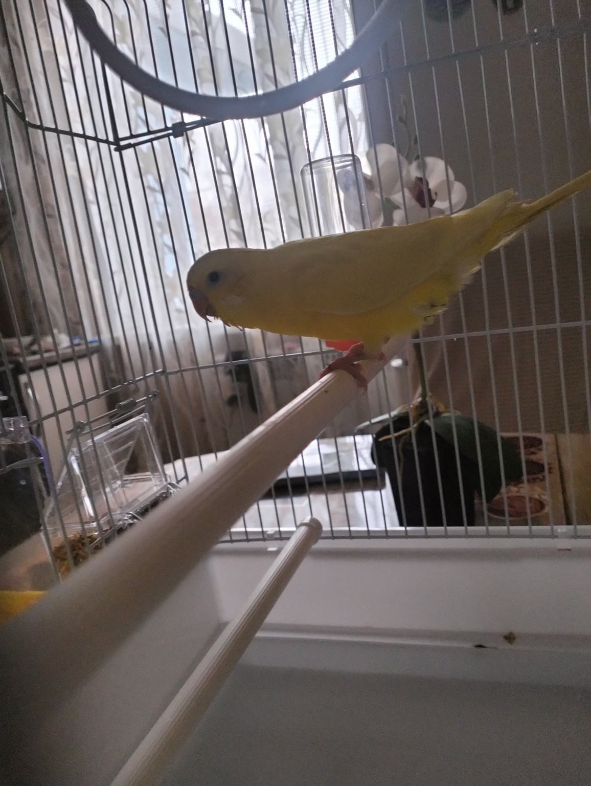 Изображение задачи: Реши задачу: это мальчик или девочка? Реши задачу: