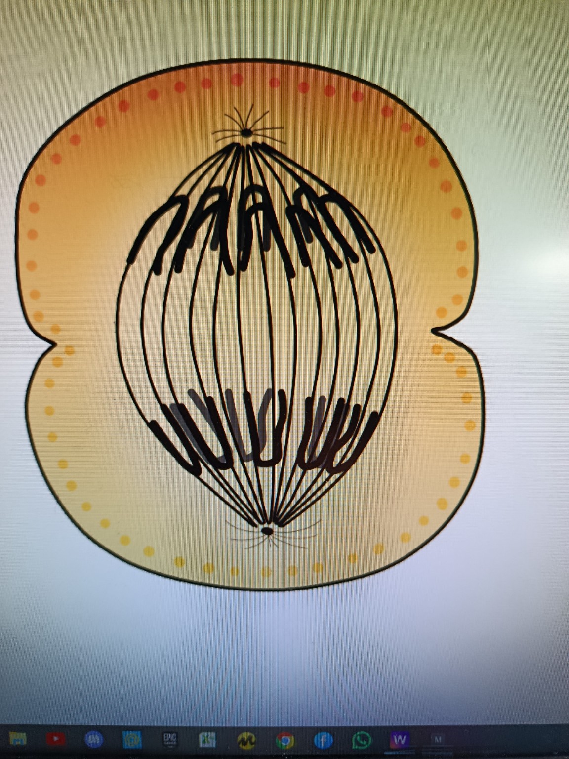 Изображение задачи: Разве не метафаза?