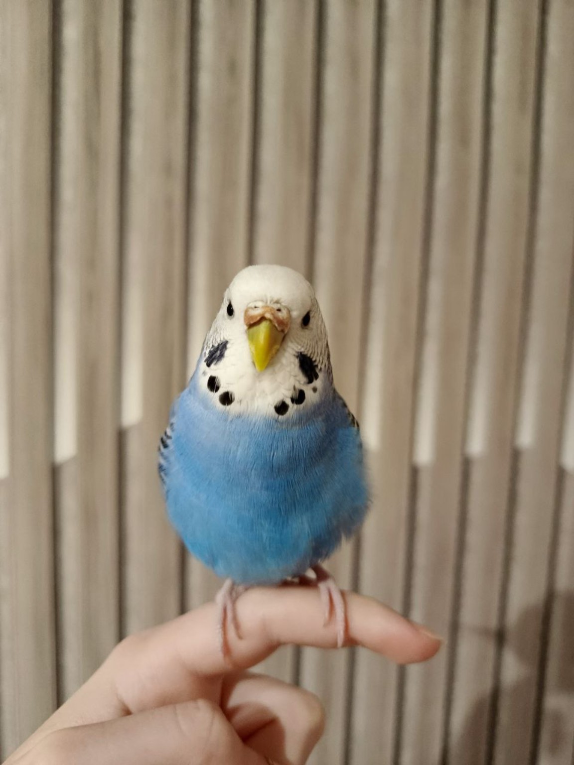 Изображение задачи: Реши задачу: девочка?