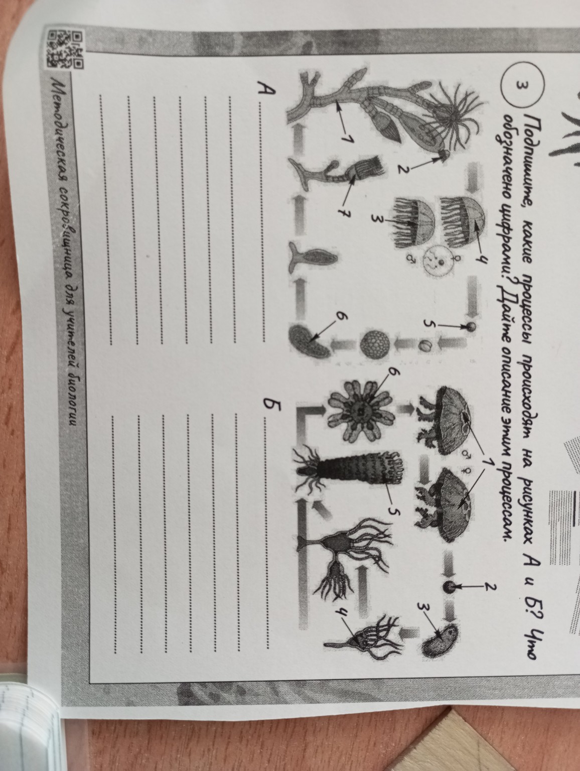 Изображение задачи: Реши задание 3