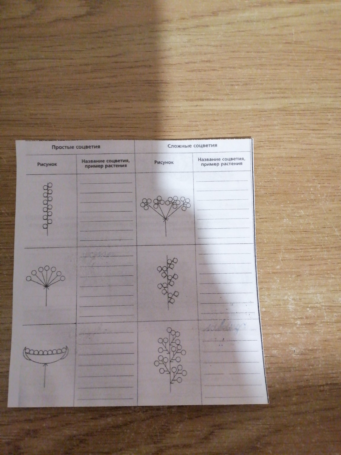 Изображение задачи: биология 6 класс