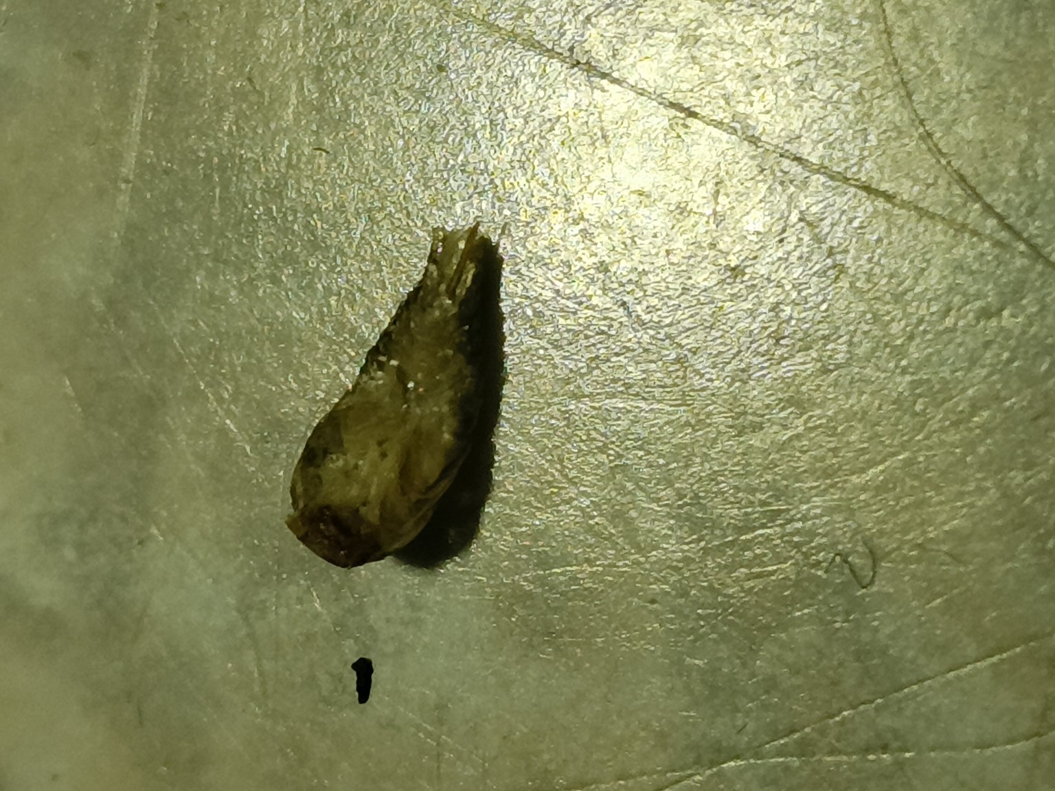 Изображение задачи: Что это за насекомое