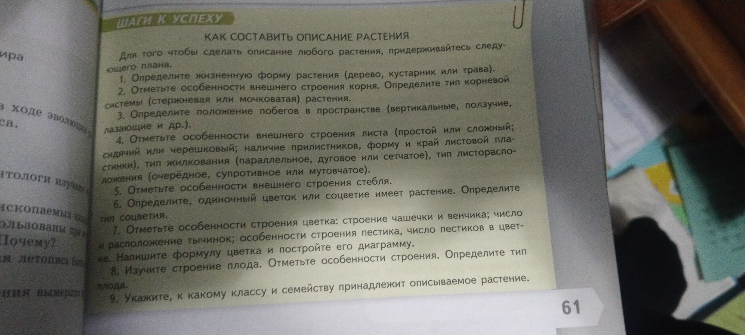 Изображение задачи: Описать любое растение по плану растение: циперус