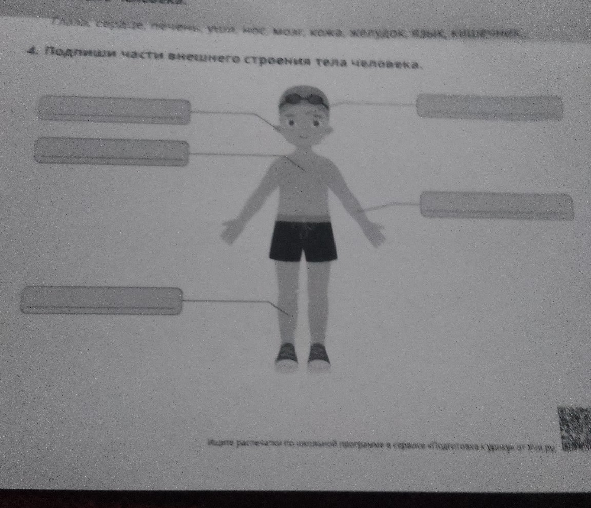 Изображение задачи: Подпиши части внешниво строение тела человека