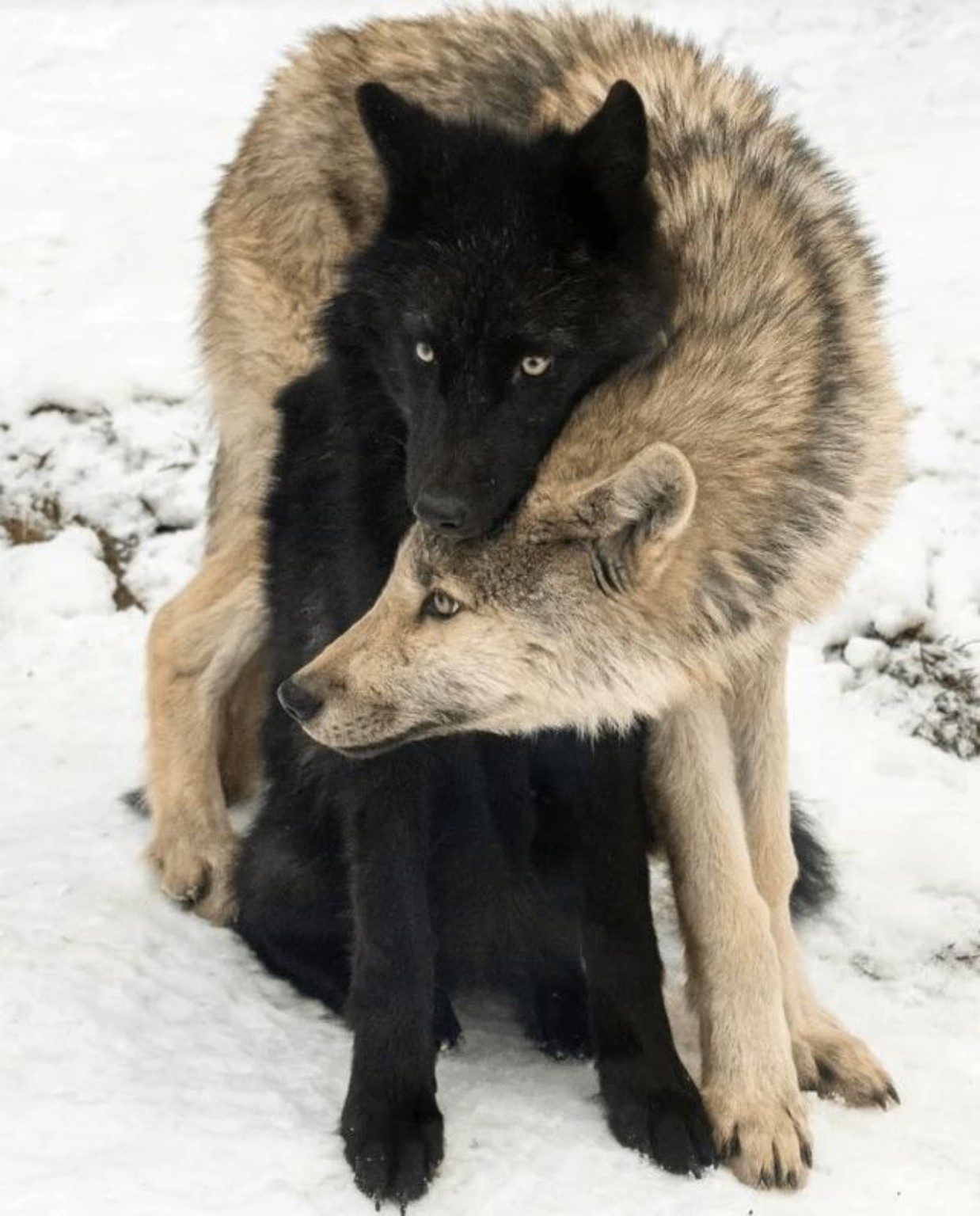 Изображение задачи: Для фрагмента книги, о 19 веке где супруга падает 