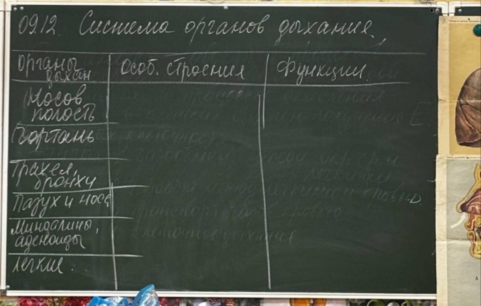 Изображение задачи: Заполнить таблицу по биологии. 9 коасс