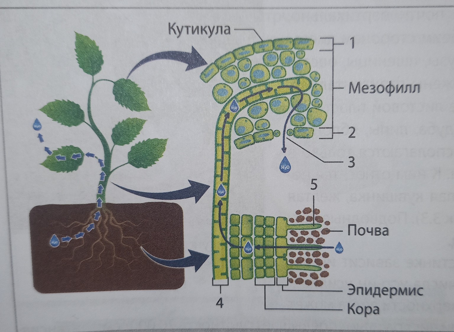 Изображение задачи: Помоги идеально правильно сделать биологию.

номер
