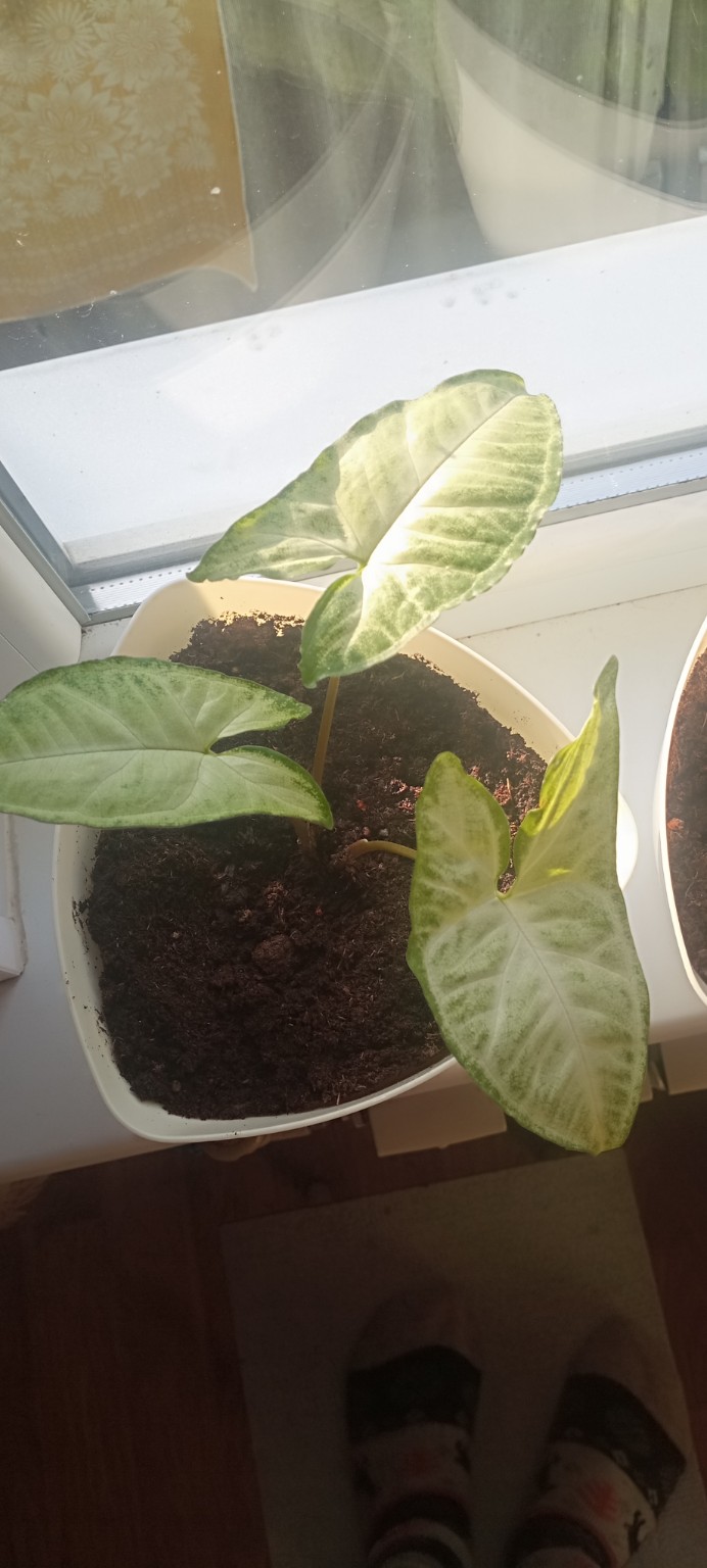 Изображение задачи: Названия растений