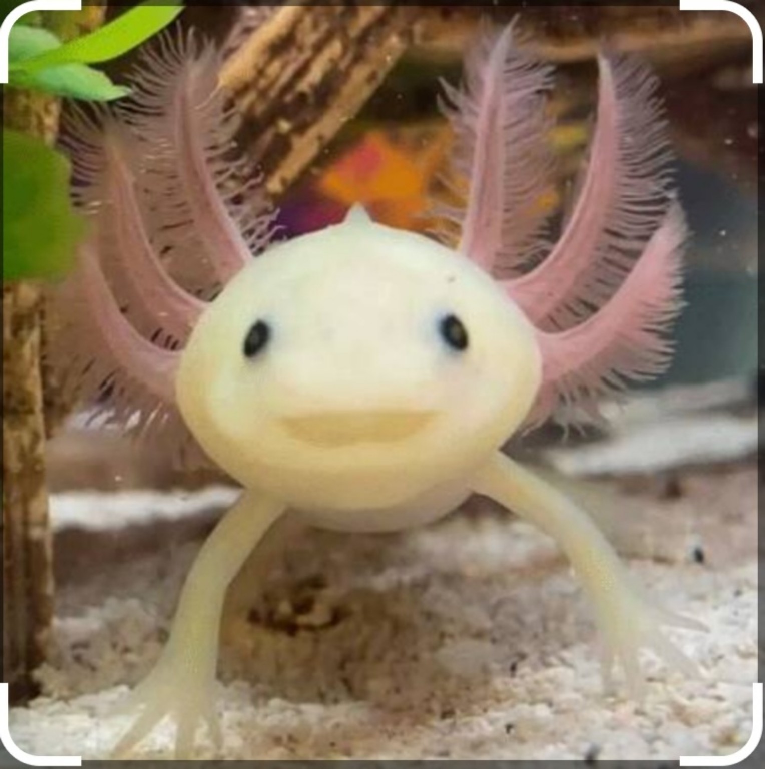 Изображение задачи: Они реально так улыбаются?