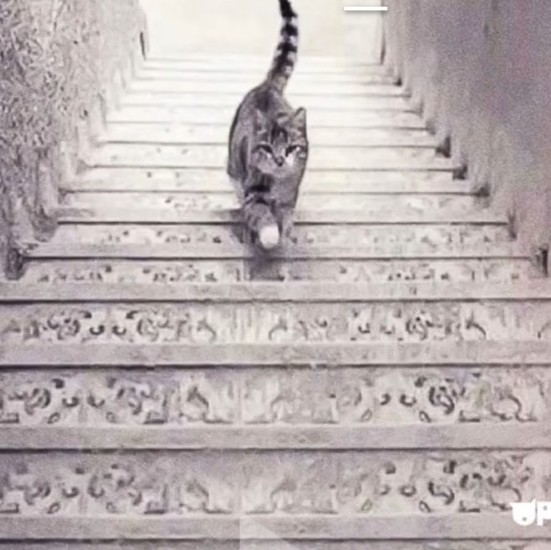 Изображение задачи: Реши задачу: Этот кот поднимается или спускается?